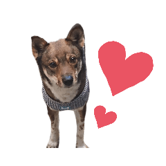[LINEスタンプ] 四国犬銀次の一言Part2