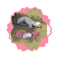 [LINEスタンプ] 春と犬。