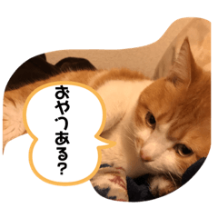 [LINEスタンプ] ねこの気持ち 男の子編