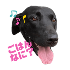 [LINEスタンプ] 我が家のレオンくんスタンプ②