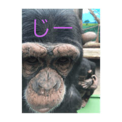 [LINEスタンプ] どうぶつスタンプ#