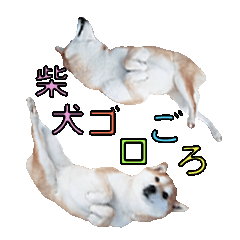 [LINEスタンプ] 柴犬【ひなた】可愛らしい日常 実写犬